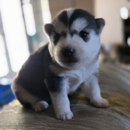 Angel (624) - Black and white female Pomsky puppy in Peoria, Arizona from Peoria Pomskies
