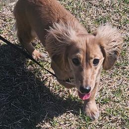 Brylee - Dachshund