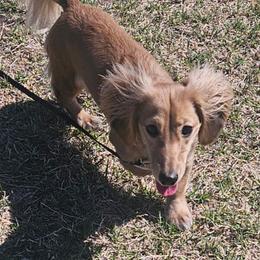 Brylee - Dachshund