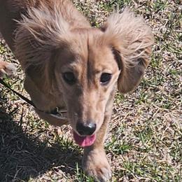 Brylee - Dachshund