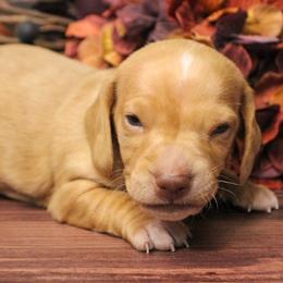 AKC Hunter - Red male Dachshund puppy in Christiansburg, Virginia from Little Legs Luxury Dachshunds LLC