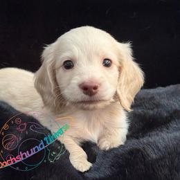 Cosmo - Cream male Dachshund puppy in Peyton, Colorado from Dachshund Universe