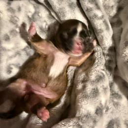 Buhita - Black sabled fawn female Chihuahua puppy in Yamhill, Oregon from Diamond Dog Chihuahuas