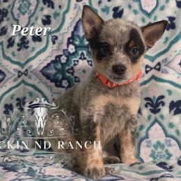 Peter - Blue male Australian Cattle Dog puppy in Silsbee, Texas from Rockin ND Ranch