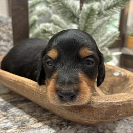 Turkey - Black and tan male Dachshund puppy in Dobson, North Carolina from Oakleys Dachshund Haven