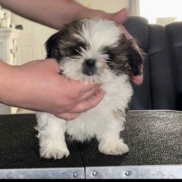 Darla - Red and white female Shih Tzu puppy in Doña Ana County, New Mexico from White Sands Shih Tzu's