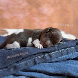 Rose - Piebald female Dachshund puppy in Chandler, Arizona from Vonaducci Doxies, LLC.