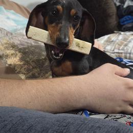 Kia - Dachshund