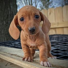 Dachshund Puppies from Valhallah Farms