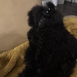 Poodle All Grown Up from Royal Kedsmore Toy Poodles