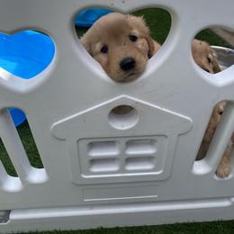 Golden Retriever Puppies from Martinez Desert Goldens