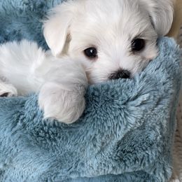 Maltese, Maltipoos, and Poodles from Toy Poodles And Maltese Of Florida
