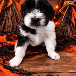 Oreo - Parti male Miniature Schnauzer puppy in Lumberton, Texas from Smart Choice Miniature Schnauzers