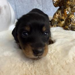 Becca - Black and tan female Dachshund puppy in Lakeland, Florida from Cynthia’s Royal Dachshunds