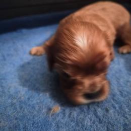 Peach - Ruby female Cavalier King Charles Spaniel puppy in Shirley, Massachusetts from StoryBook Cavaliers LLC