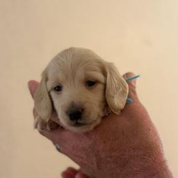 Gia - Cream female Dachshund puppy in Florida from Best Shepherds