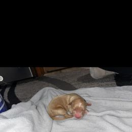 Girl 3 - Cream female Goldendoodle puppy in Pleasant Hill, Iowa from Courtney Nicole's Mal Shihs & Goldendoodles