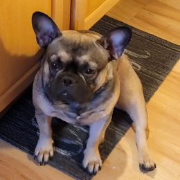 French Bulldogs from Jamie Holt's French Bulldogs