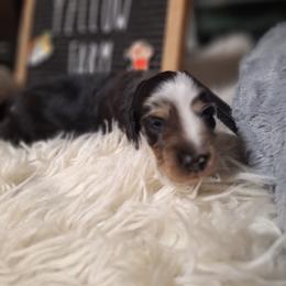 Blk n white 3 - Dapple female Dachshund puppy in Gordon, Georgia from Long Dogs Yellow Farm