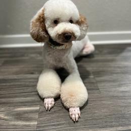 Goldendoodle puppies from Doodles & Poodles by Tiki