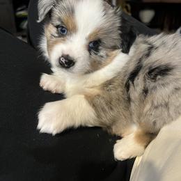 Miniature Australian Shepherd and Toy Australian Shepherd Puppies from Columbia Coast Toy & Mini Aussies