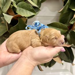 Boy 3 - male Goldendoodle puppy in Mesa, Arizona from Twinkle MiniDoodles