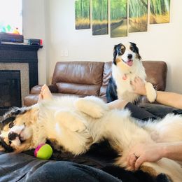 Australian Shepherd Puppies from Aussome Aussies