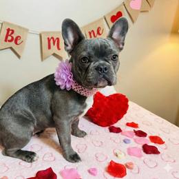 French Bulldog puppies from Colorful Dachshunds