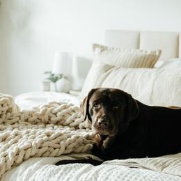 Labrador Retrievers from Ridgemere Retrievers