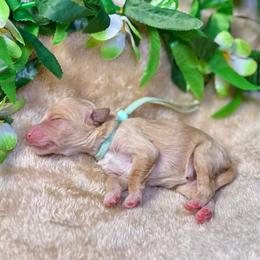 Abalone - Apricot female Goldendoodle puppy in Haltom City, Texas from Ohana Doodles