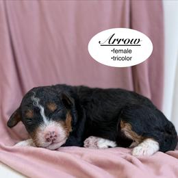 Arrow - Tri-color female Bernedoodle puppy in Jackson, Mississippi from T.M. Poodles & Doodles