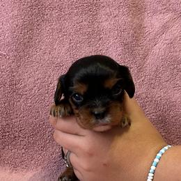 Cavalier King Charles Spaniel Puppies from Adelaide Cottage