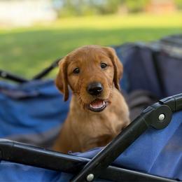 Crush - Dark golden male Golden Retriever puppy in Maysville, North Carolina from Gold Rush Retrievers