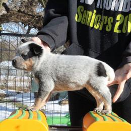 Canyon - Green - Blue male Australian Cattle Dog puppy in Colbert, Oklahoma from LoveAHeeler