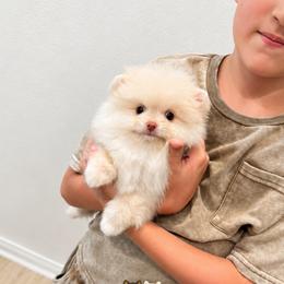 Armani - Cream male Pomeranian puppy in California from Petite Poms Of CA