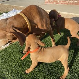 Vizsla Puppies from Waterfall Ranch Hungarian Vizslas