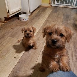 Norfolk Terrier Puppies from B-Joli Norfolk Terriers