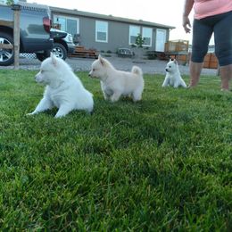 Pomsky Puppies from Promise Land Pomskies