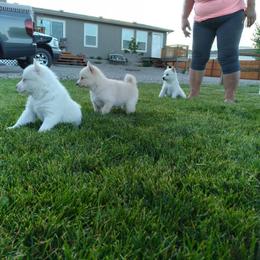 Pomsky Puppies from Promise Land Pomskies