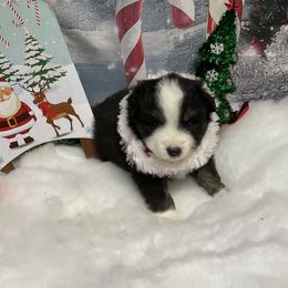 Denver - Black tri male Miniature Australian Shepherd puppy in Signal Mountain, Tennessee from D & D Miniature and Toy Australian Sheppards