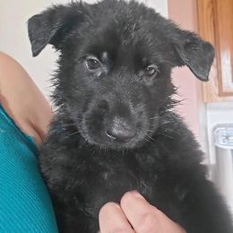 Girl 1 - Black German Shepherd puppy in Wellington, Colorado from Altvater German Shepherds