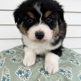 Mojito - Black tri-color male Australian Shepherd puppy in Kearney, Nebraska from Helix Aussies