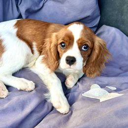 Cavalier King Charles Spaniel Puppies from Hungarian Cavaliers of Nashville