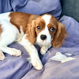Cavalier King Charles Spaniel Puppies from Hungarian Cavaliers of Nashville