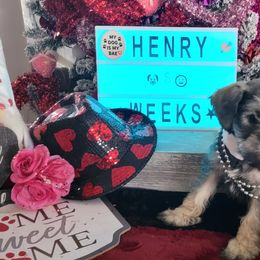 Miniature Schnauzer Puppies from T & A Cali Schnauzer