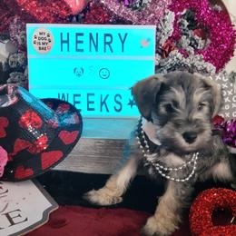 Miniature Schnauzer Puppies from T & A Cali Schnauzer