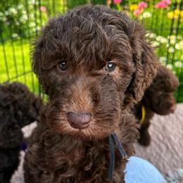 Black collar - Chocolate male Goldendoodle puppy in Christiana, Tennessee from Rechlicz Family Doodles