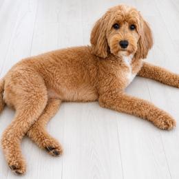 Minnie - Goldendoodle