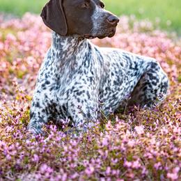 Kori - German Shorthaired Pointer