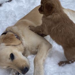 Golden Retriever Puppies from Gold 'N Dust Ranch